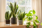 5 Best Houseplants For Low-Maintenance Gardening
