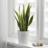 5 Best Indoor Plants To Purify The Air In Your Home